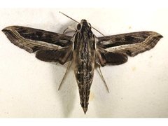 Hippotion velox