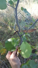 Cercis canadensis texensis