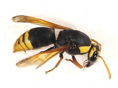 Rhynchium superbum