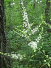 Actaea dahurica
