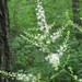 Actaea dahurica - Photo (c) Repina Tatyana, some rights reserved (CC BY), uploaded by Repina Tatyana