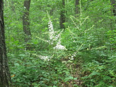 Actaea dahurica