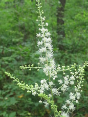 Actaea dahurica