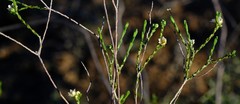 Diosma ramosissima