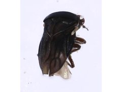 Schizopteridae