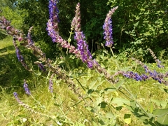 Salvia deserta