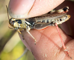 Melanoplus borealis