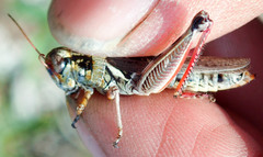 Melanoplus borealis