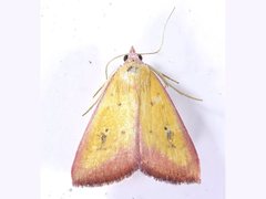 Phytometra formosalis