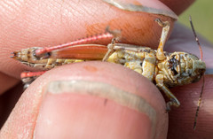 Melanoplus borealis