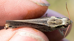 Melanoplus borealis