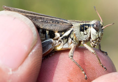 Melanoplus borealis