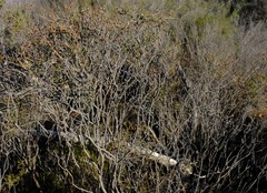 Passerina truncata