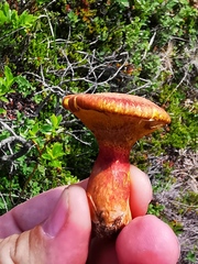 Suillus asiaticus