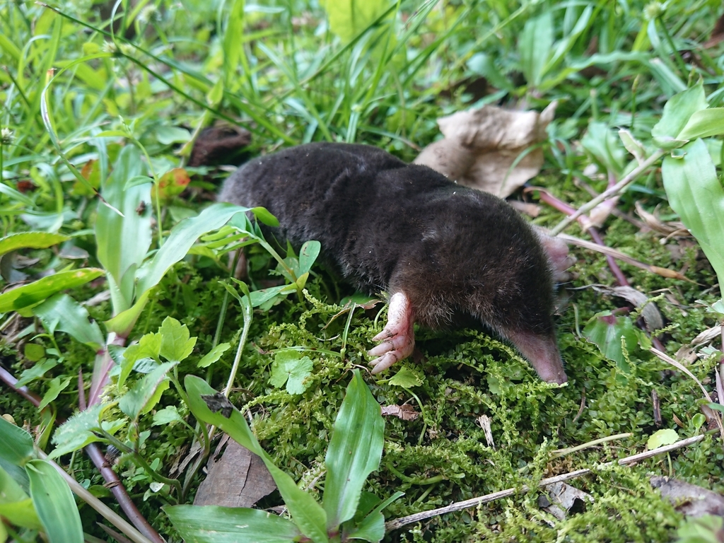 Insular Mole