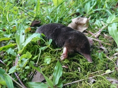 Insular Mole photo 1