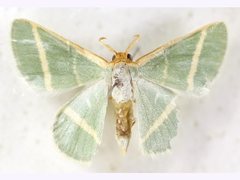 Mixocera latilineata