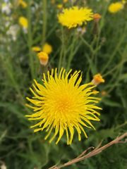 Sonchus arvensis