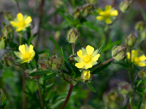 staghorn cinquefoil (Potentilla bimundorum)