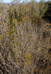 Struthiola leptantha