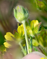 Potentilla bimundorum