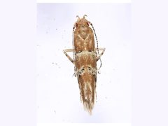 Pyroderces