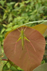 Chondracris
