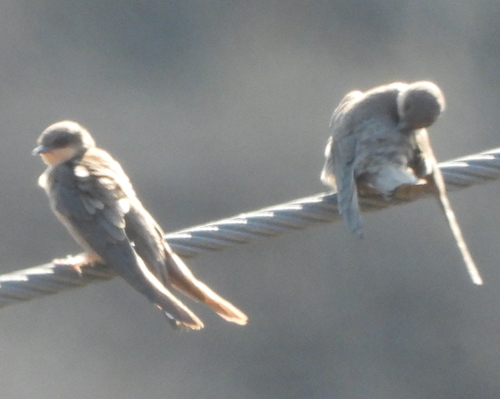 Red-throated Rock Martin (Ptyonoprogne rufigula), photo 2