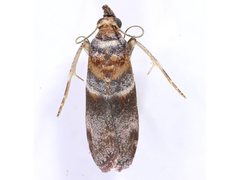 Calguia deltophora