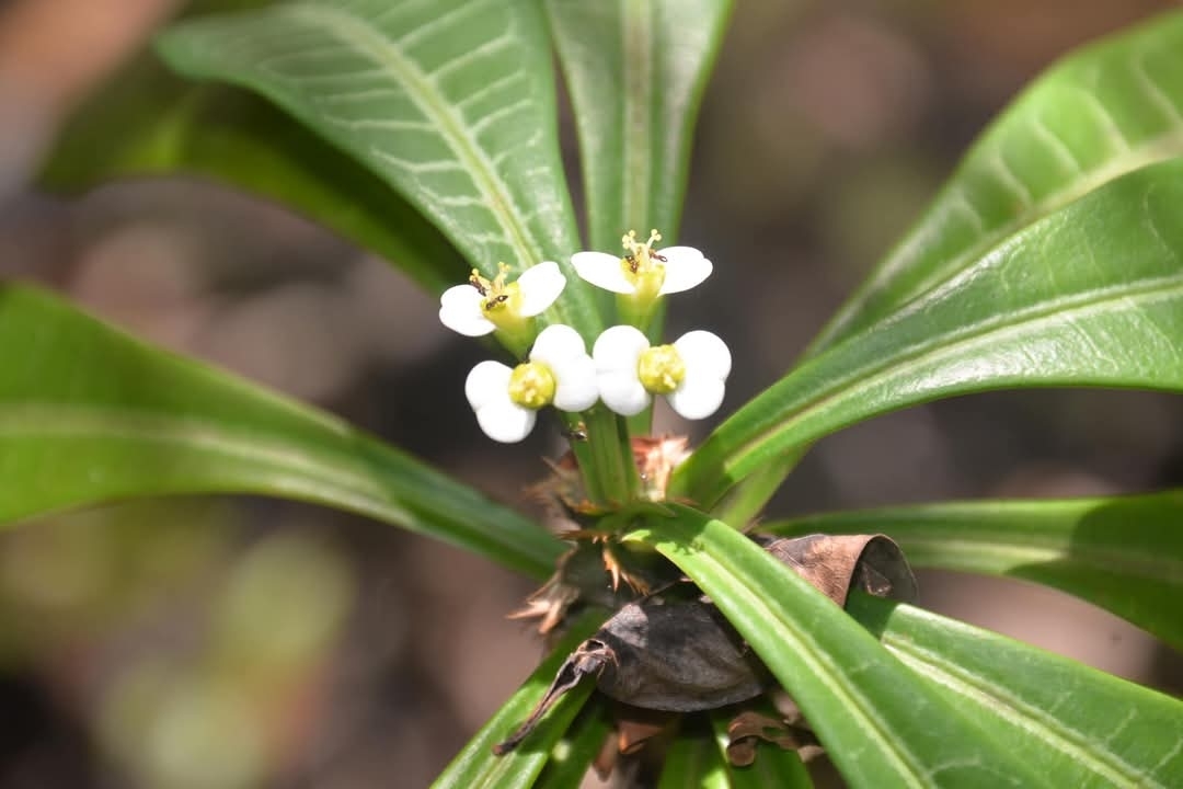 Imagem de Euphorbia