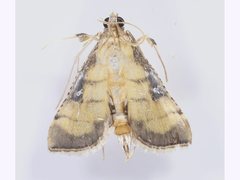 Cnaphalocrocis