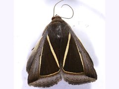 Chalciope alcyona
