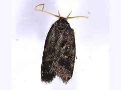 Cophomantella lychnocentra