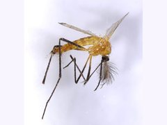 Coquillettidia xanthogaster