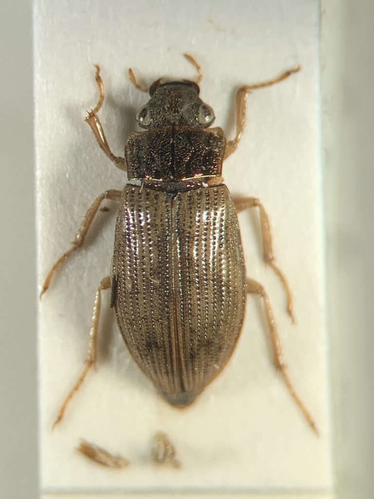 Helophorus aequalis
