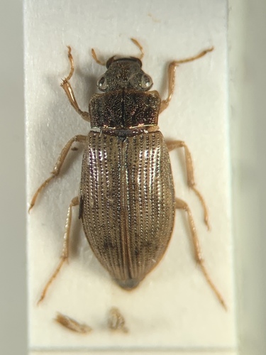 Helophorus aequalis