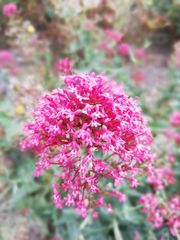Centranthus ruber