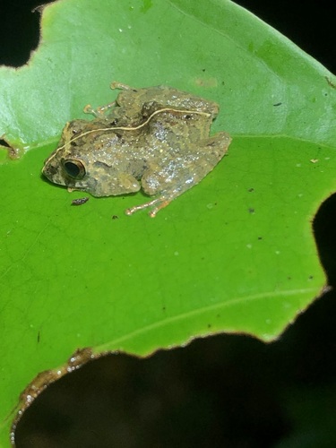 Carabaya Robber Frog, Pristimantis ockendeni