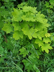 Acer platanoides