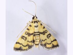 Glycythyma chrysorycta