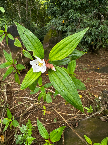 Melastoma denticulatum observed 2024-11-13