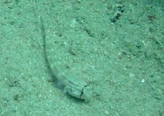 Gnatholepis
