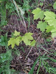 Acer platanoides