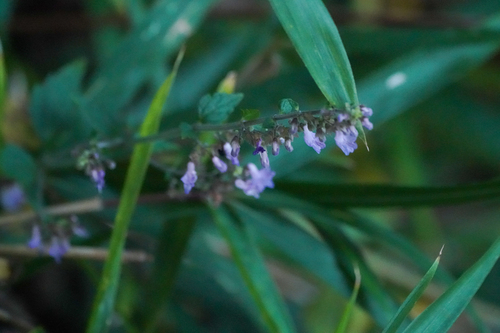 Image of Salvia japonica by (c) WATANABE Hitoshi 渡辺仁, some rights reserved (CC BY)