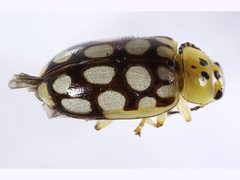 Phola octodecimguttata