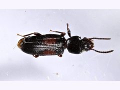 Salpingidae
