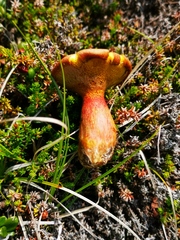 Suillus asiaticus