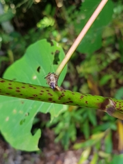 Montrouzierellus