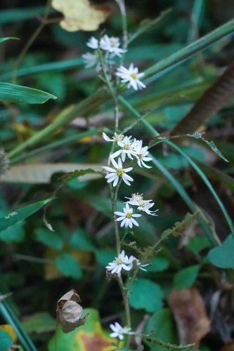 Image of Aster scaber by (c) WATANABE Hitoshi 渡辺仁, some rights reserved (CC BY)