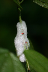 Hemiptera